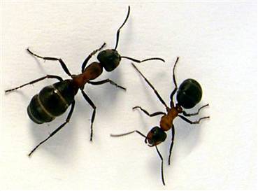 ants photos