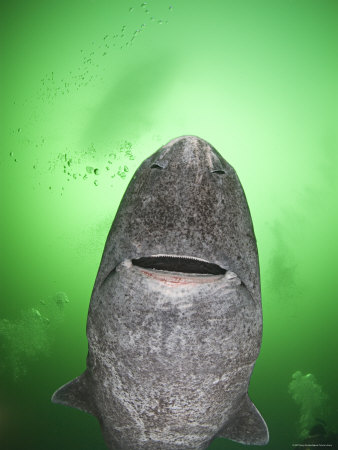 Greenland Shark picture 3